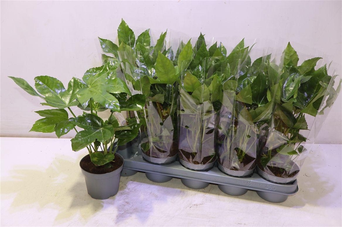 <h4>Fatsia Ov</h4>