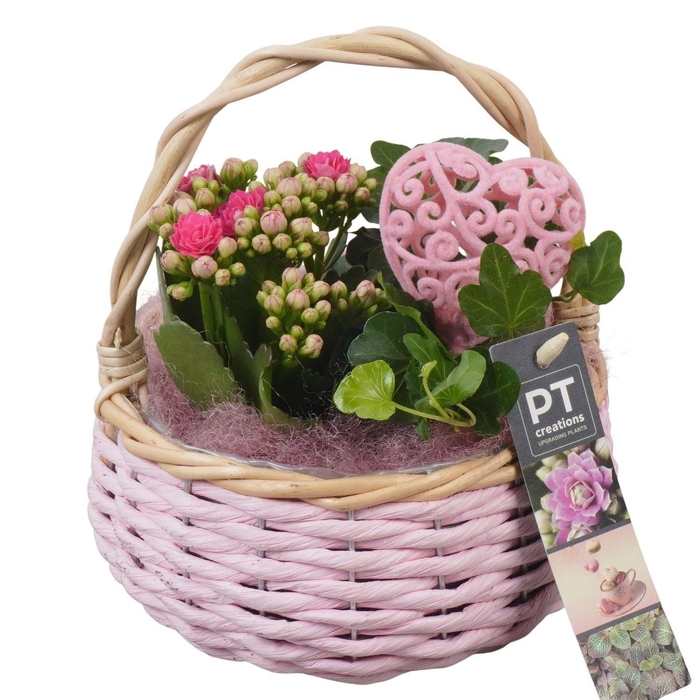 <h4>2318 ROZE HENGSELMAND</h4>