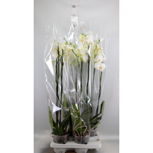 Phalaenopsis   ...white