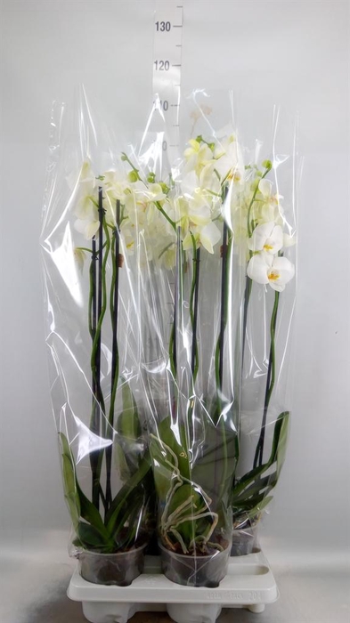 <h4>Phalaenopsis   ...white</h4>