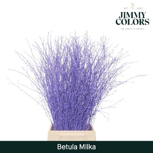 Betula L70 Milka