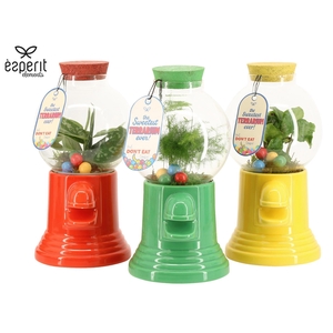 90872: Terrarium arrangement