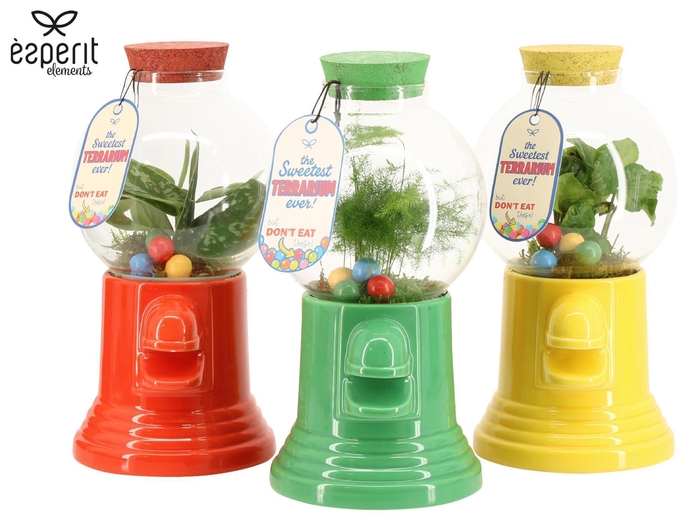 <h4>90872: Terrarium arrangement</h4>