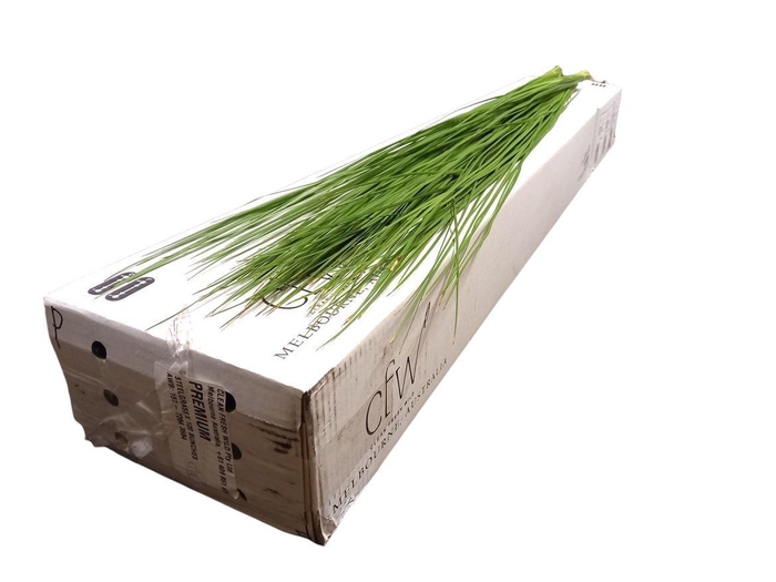 Steelgrass X35 Premium