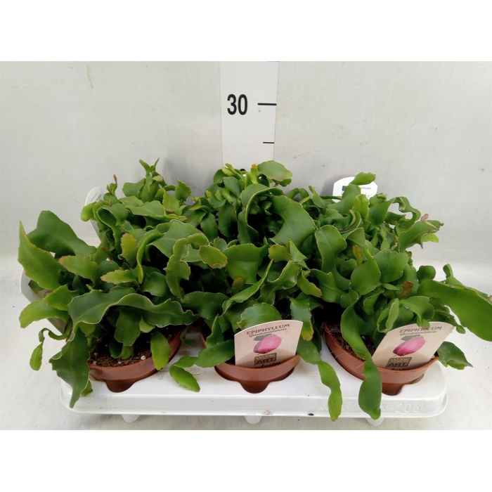 <h4>Epiphyllum guatem. var. monstrosa</h4>