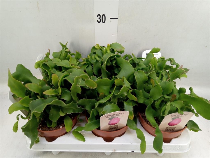 <h4>Epiphyllum guatem. var. monstrosa</h4>