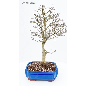 Acer buergerianum, pot 26cm.