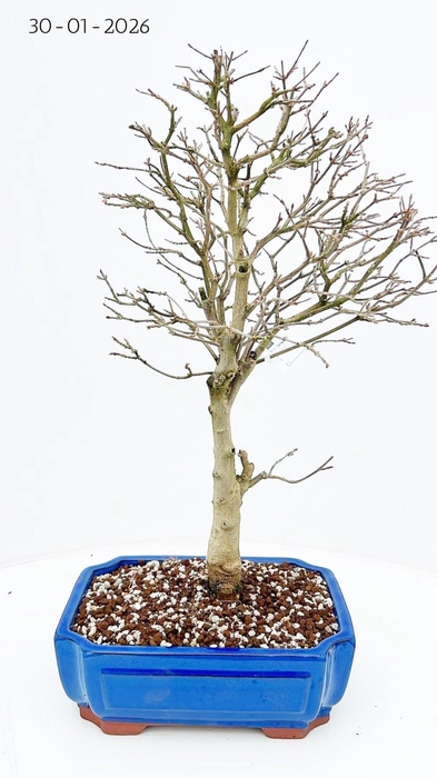 <h4>Acer buergerianum, pot 26cm.</h4>