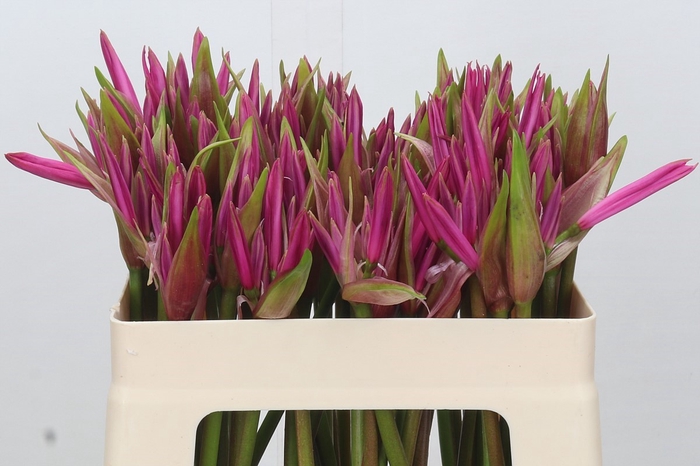 <h4>Amarine Anastasia</h4>