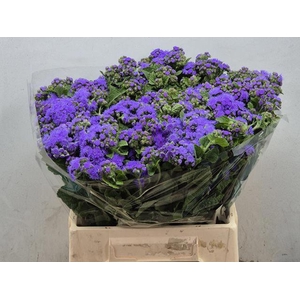 AGERATUM BLUE PLANET AGER H BLUE PL