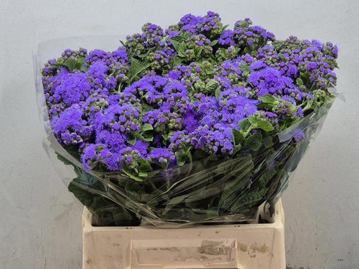 <h4>AGERATUM BLUE PLANET AGER H BLUE PL</h4>