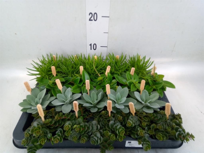 <h4>Planten  ..mix</h4>