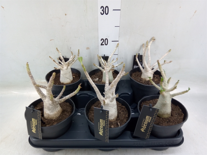 <h4>Adenium NB 'Ansu Baobab'</h4>