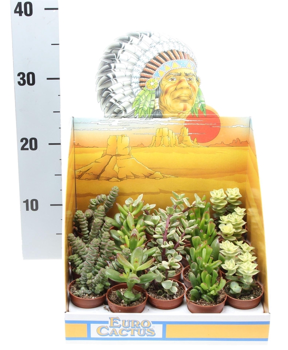 <h4>Crassula   ...mix</h4>