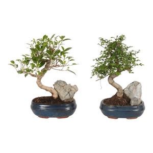 Bonsai Mix with Rock in ø16cm Ceramic