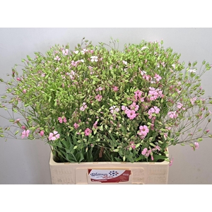 SAPONARIA OV