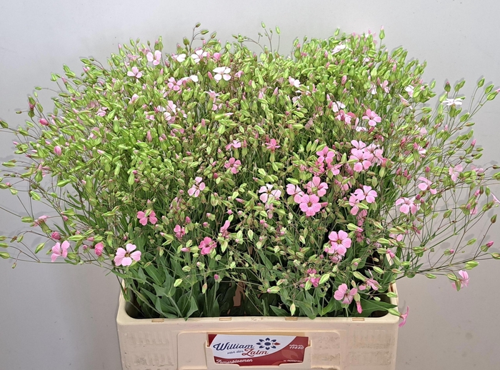 <h4>SAPONARIA OV</h4>