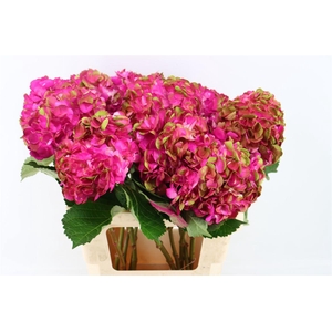 Hydr M Amethyst Hot Pink Tinted