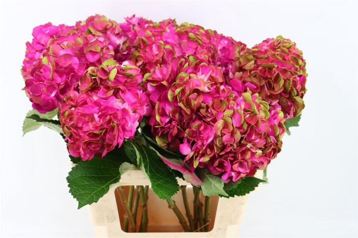 <h4>Hydr M Amethyst Hot Pink Tinted</h4>