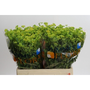 Bupleurum Griffithii