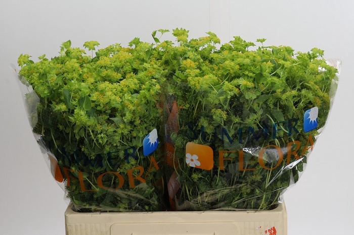 <h4>Bupleurum Griffithii</h4>
