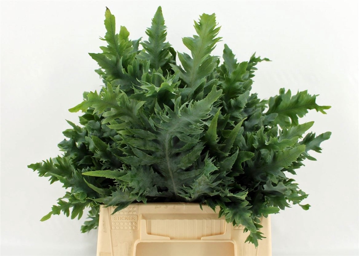 <h4>Phlebodium Avana Blue Star Small</h4>