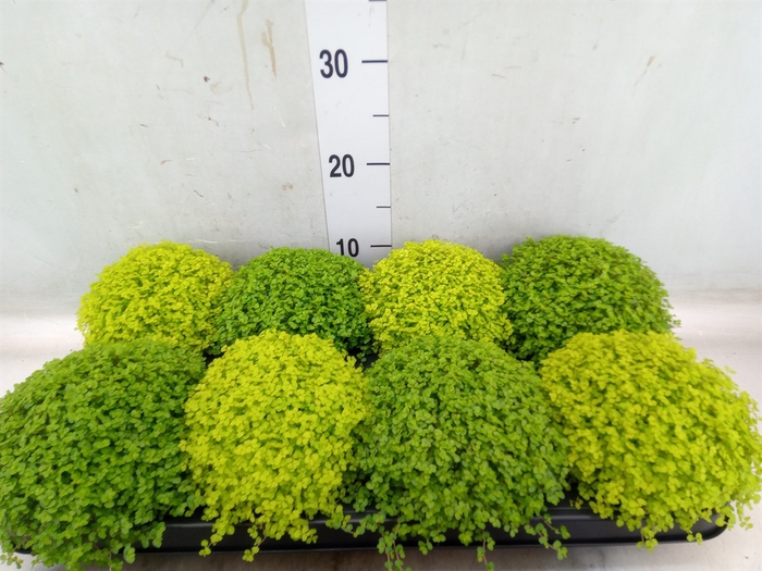 <h4>Soleirolia soleirolii   ...mix 2</h4>
