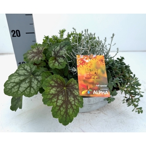 VASTE PLANTEN OV