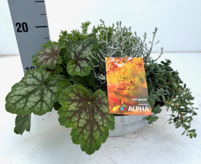 <h4>VASTE PLANTEN OV</h4>