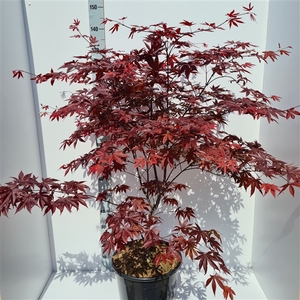 Acer palmatum 'Red Emperor'