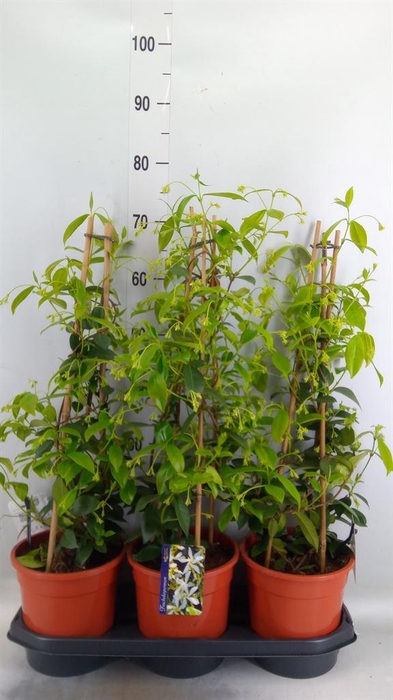 <h4>Trachelospermum jasm.</h4>