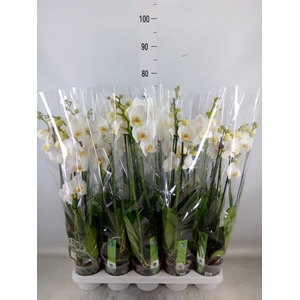Phalaenopsis   ...white