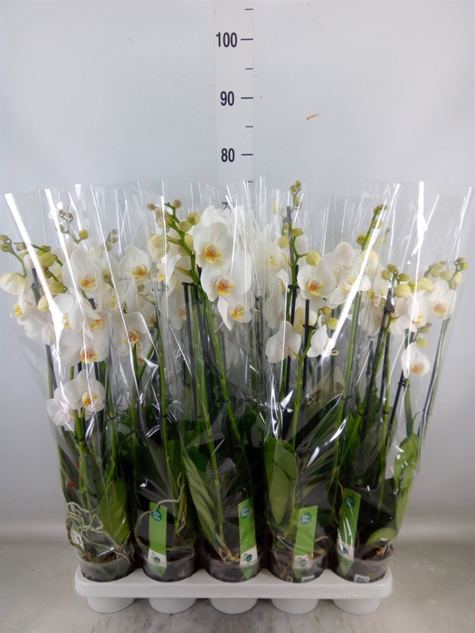 <h4>Phalaenopsis   ...white</h4>