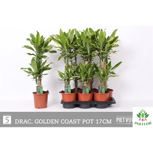 Dracaena Yellow Coast 17Ø 75cm 2pp