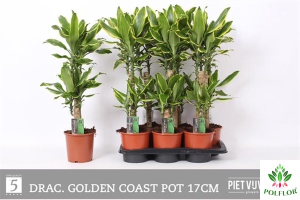 Dracaena Yellow Coast 17Ø 75cm 2pp