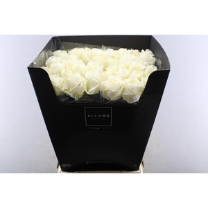 R Gr Avalanche+ L80 (allure)