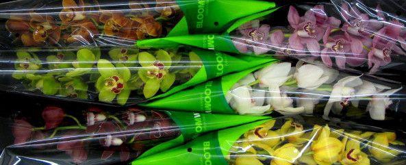 <h4>CYMB T GEM6k</h4>