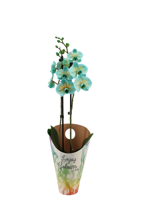 <h4>Enjoy Potcover Phal I Am Bonaire 2T14+</h4>