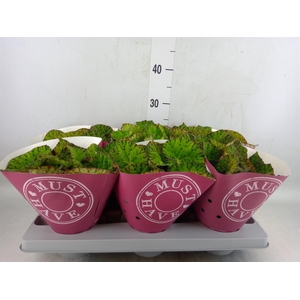 Begonia BD 'Lime Fever'
