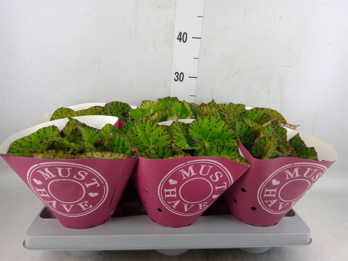 <h4>Begonia BD 'Lime Fever'</h4>