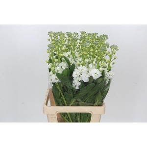 Matthiola Lucinda White