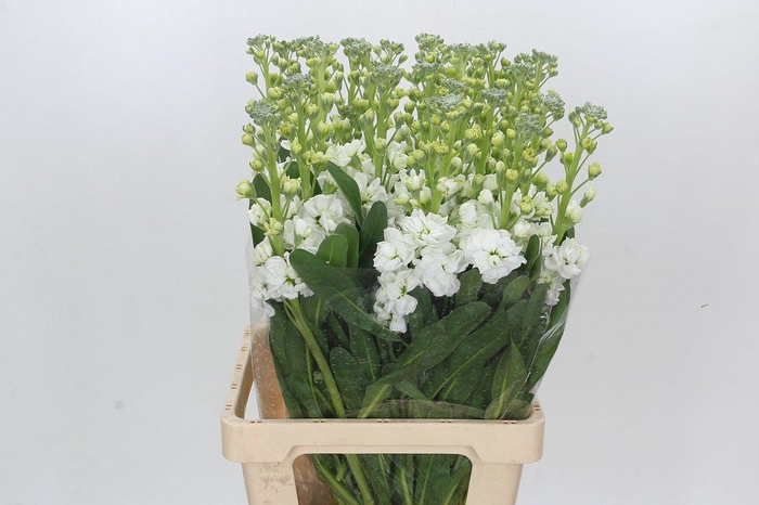 <h4>Matthiola Lucinda White</h4>