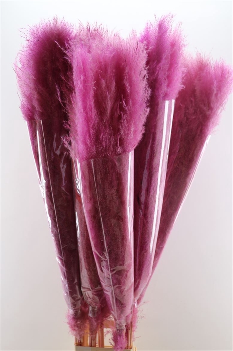 <h4>Dried Cortaderia Lao Grass Bleached L Pink P Stem</h4>
