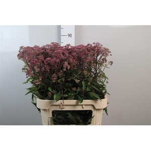 Eupat Purpureum