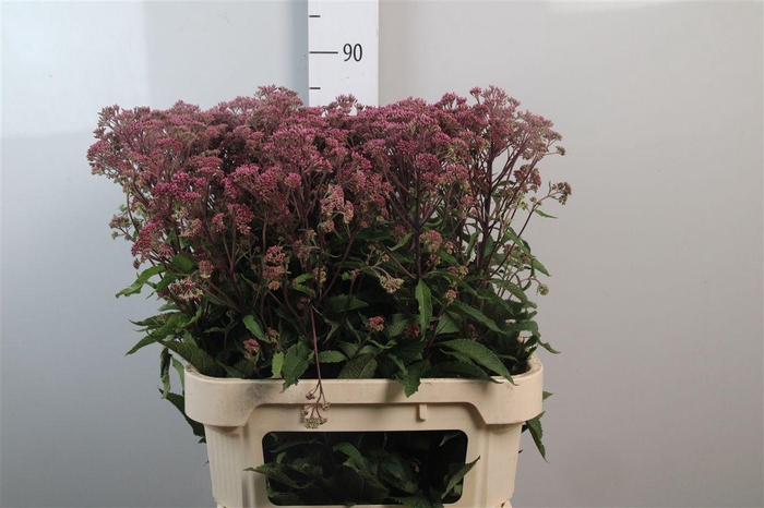 <h4>Eupat Purpureum</h4>