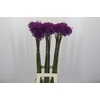 Allium Purple Sensation