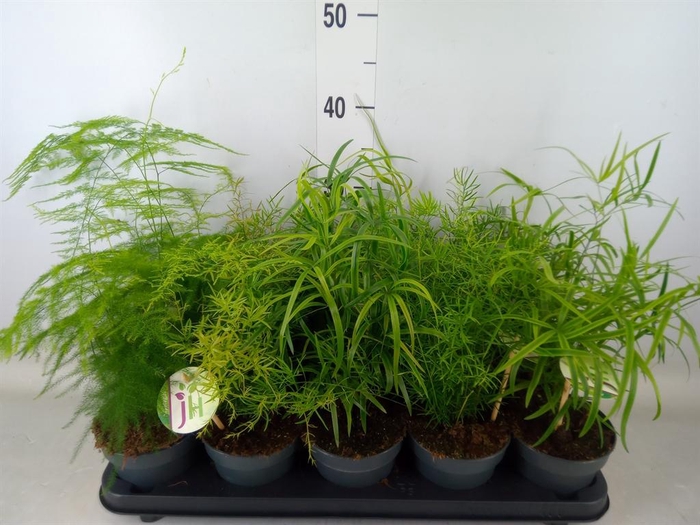 <h4>Asparagus   ...mix</h4>