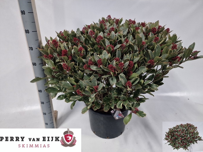 <h4>SKIM J PEROSA</h4>