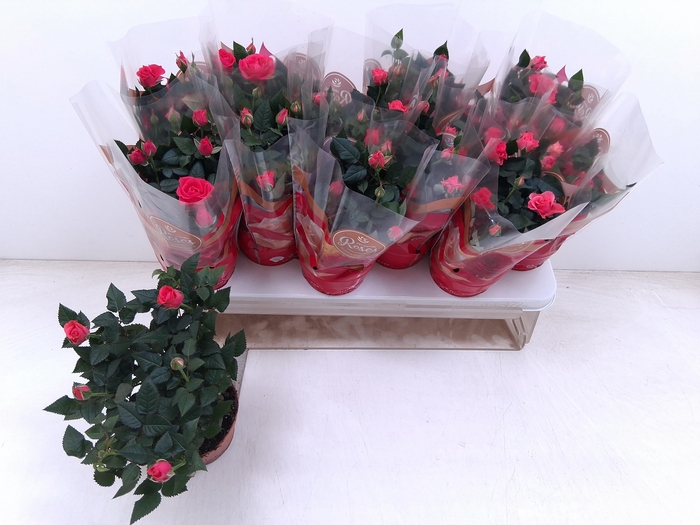 <h4>RO FAV RO PINK</h4>