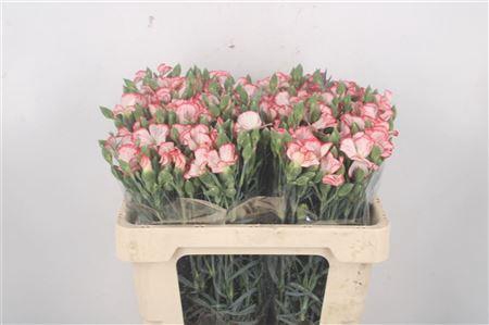 <h4>Di Symply Strike Red White</h4>